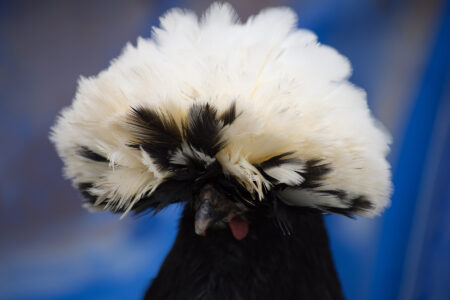 Ep. 135 Chicken Breeds Image